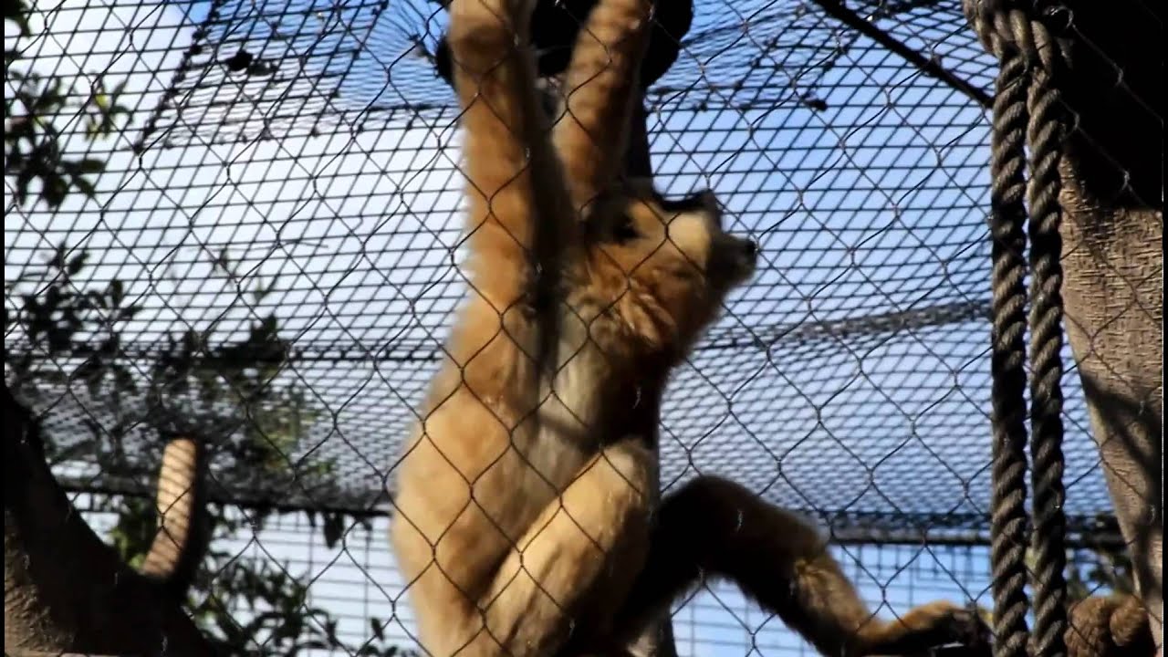 Yellow-cheeked gibbons