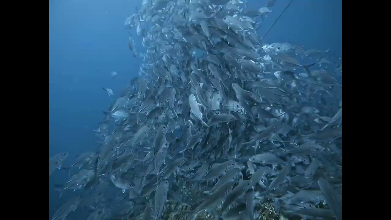 #batangas #scubadiving #pilipinas #스쿠버다이빙 Dominic&Sierra scuba diving  