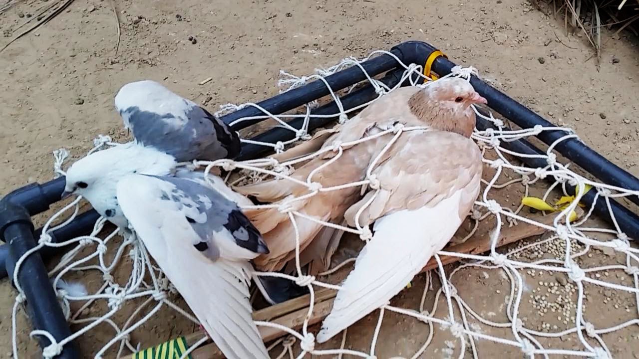 Охота на голубей и птиц самодельной рыболовной сетью (2) / Объяснение метода 😎👌💪