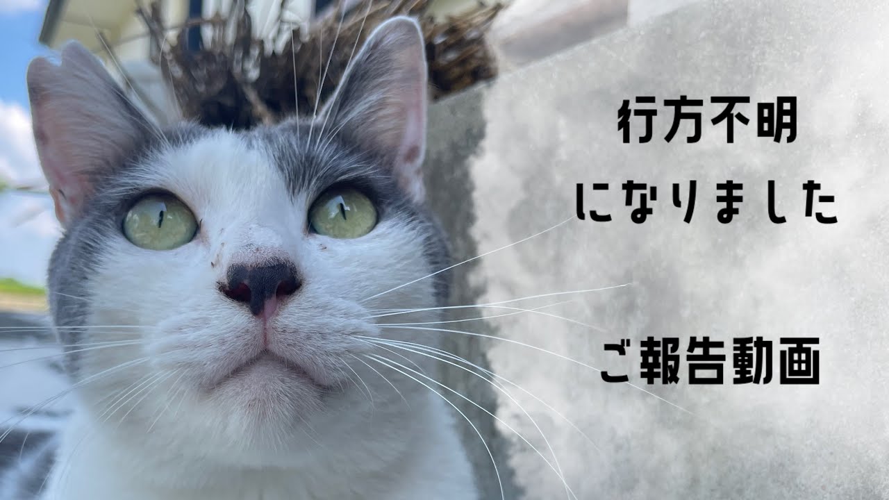 地域猫を見守っている方へ。中途半端な私はダメダメでした&hellip;