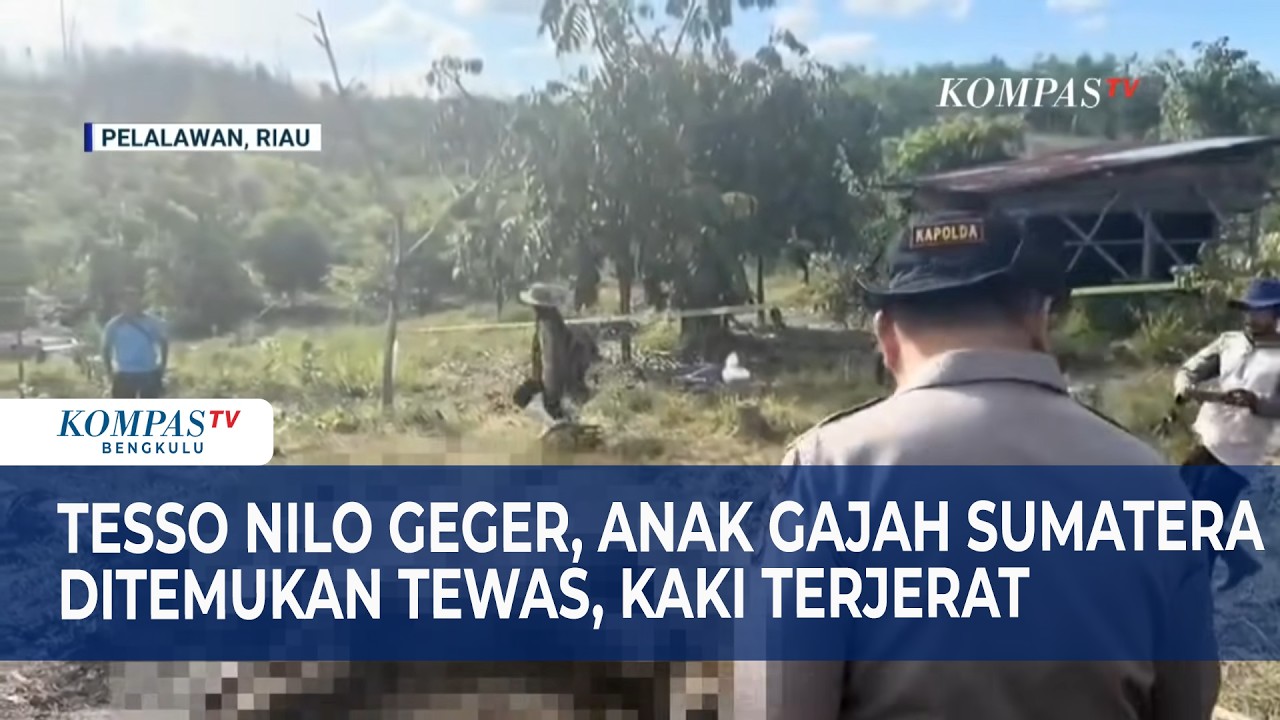 Tesso Nilo Geger, Anak Gajah SumateraDitemukan Tewas, Kaki Terjerat
