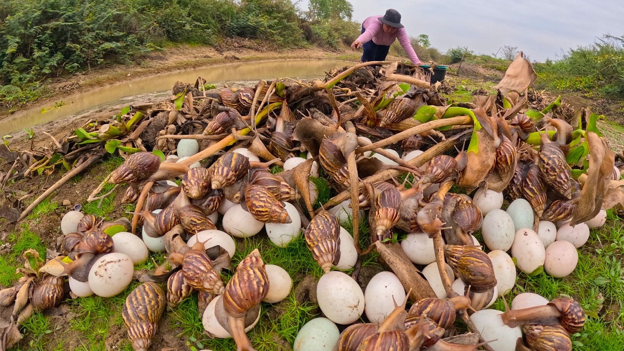 Primitive Life: Finding Giant Snails and Eggs Near the River