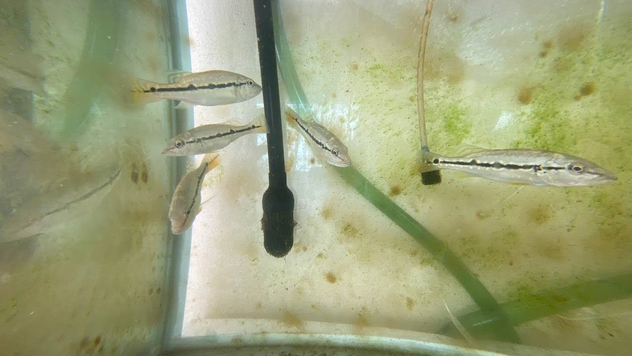 CRIAÇÃO DE TUCUNARÉ EM CASA, MONTANDO UM AQUÁRIO