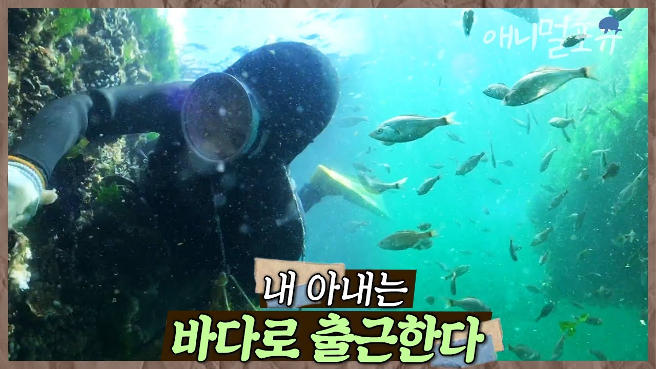 바다를 사랑해서 해녀가 됐다🌊 아이 셋 엄마이자 막내 해녀가 바다에서 인생을 배우는 법✨ | 아내는 바다로 출근한다 | KBS 인간극장 2017 방송
