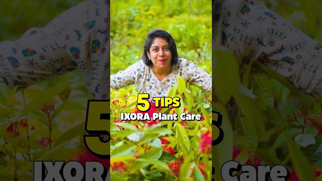 5 TIPS For IXORA Plant Care 🌱 #ixora #plantcare