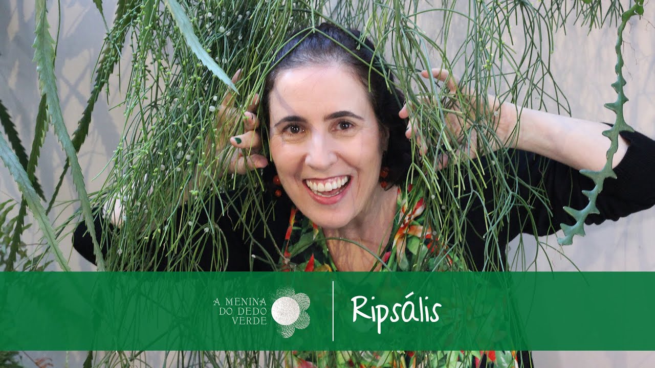Como Cultivar Ripsális: cacto pendente com flor