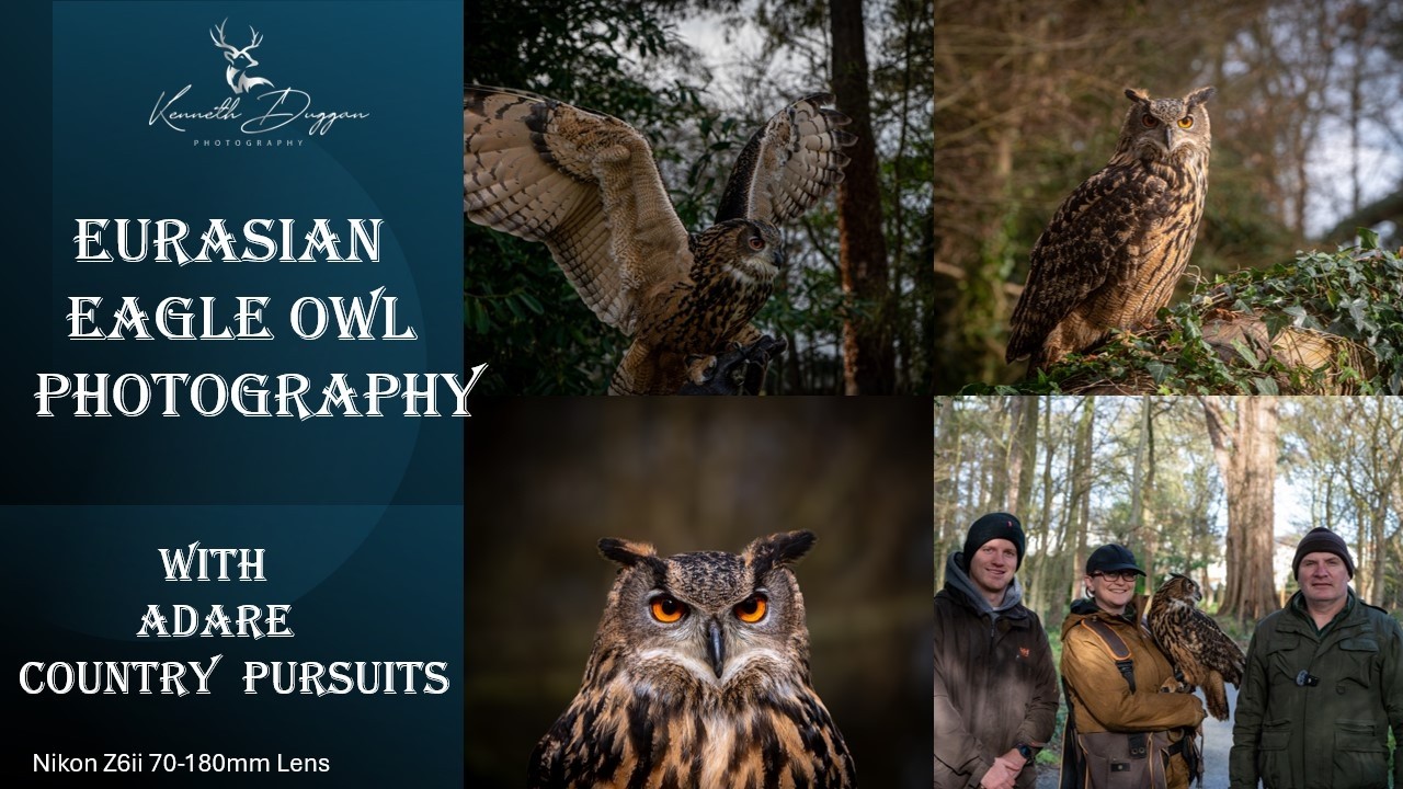 Eurasian Eagle Owl, Photos, Facts, with Adare Country Pursuits #birdsofprey #eagleowl