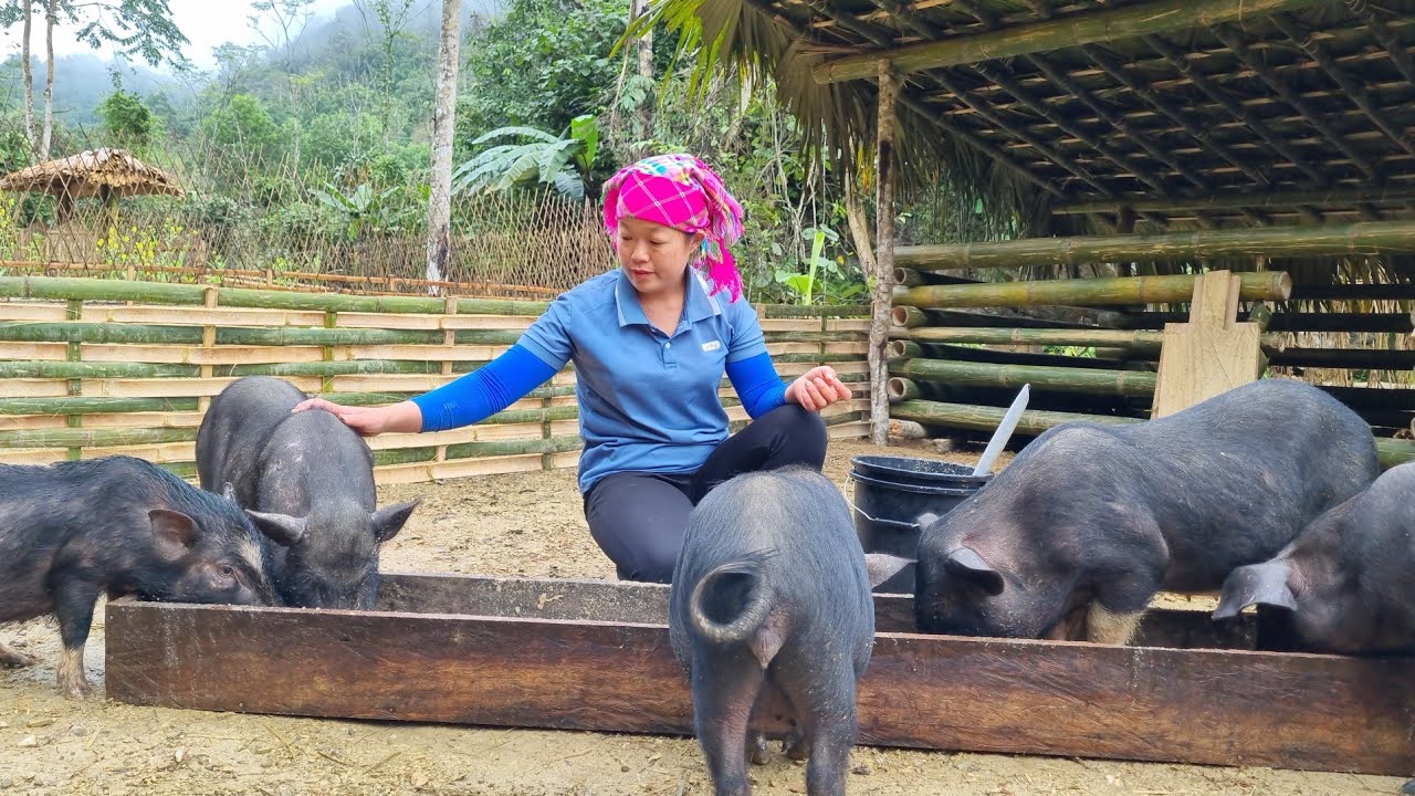 Building a Bamboo Fence | Make a shelter for pigs on the farm - Lý Thị Phương