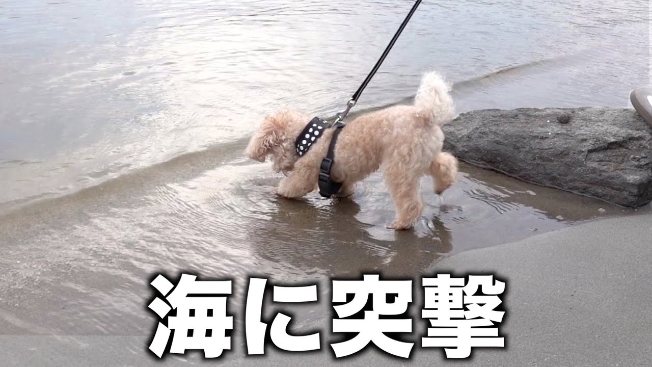 水溜りのテンションで海に突撃するトイプードル