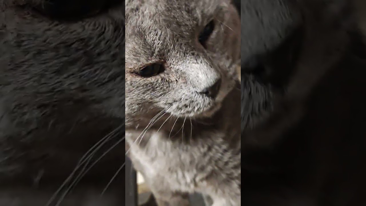KITTYS 