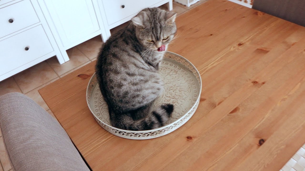 Vorstellung meiner Britisch Kurzhaar (BKH) Katzen Mia und Bella - Silver Tabby & Lilac
