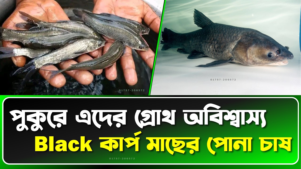 Black Carp Fish Farming | ব্ল্যাক কার্প মাছের পোনা চাষের সম্পূর্ণ গাইড ২০২৬