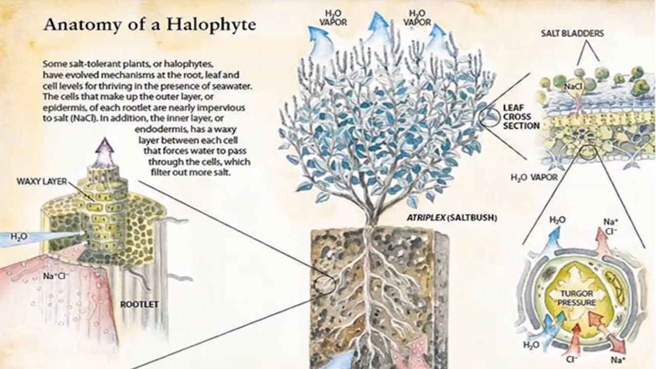 Hungry for Change: How Halophyte Plants Can Help Solve the Global Food Crisis