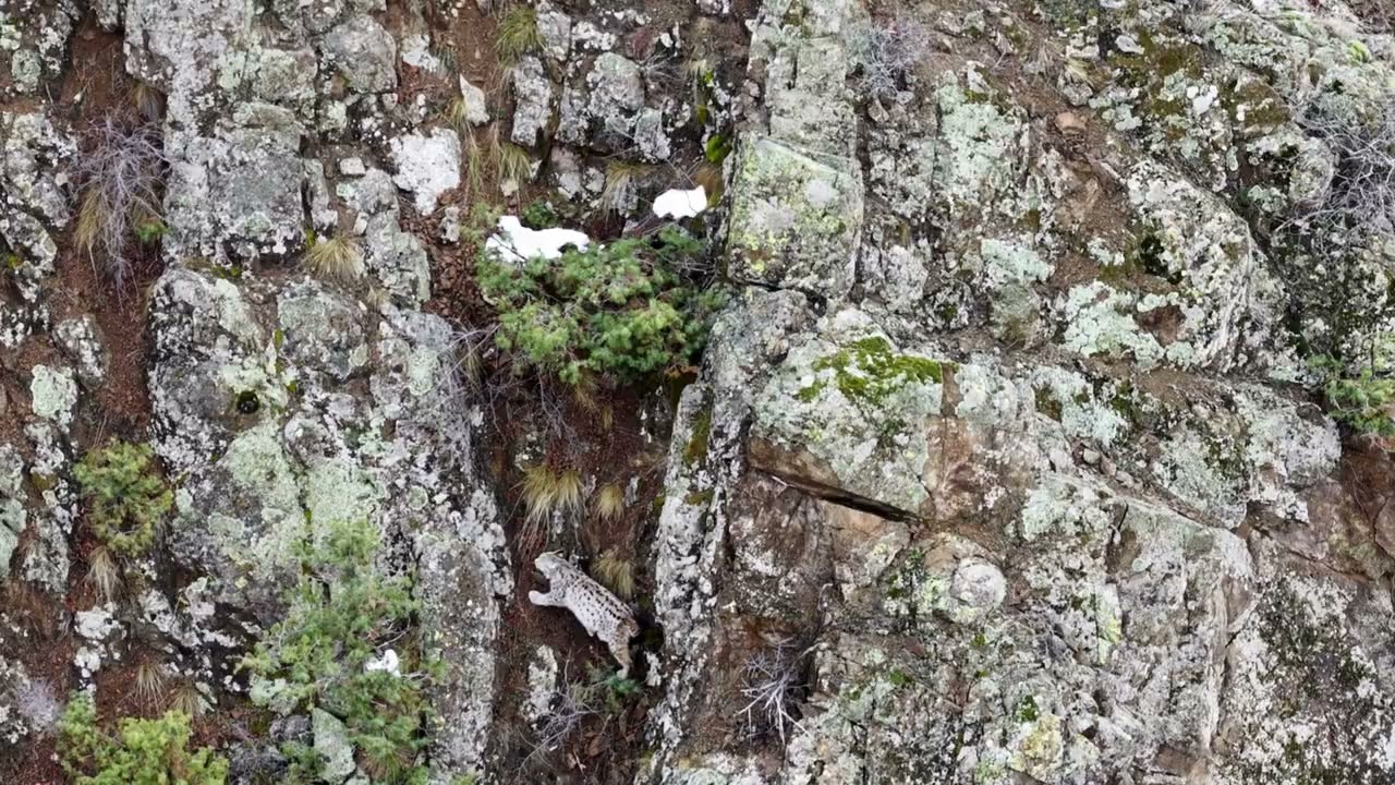 Yaban Hayatındaki En Nadir Anlardan Biri 🐾
