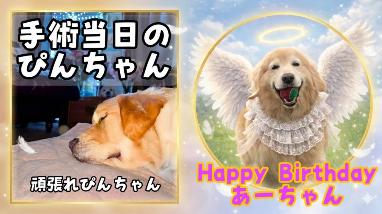 あーちゃんのお誕生日とぴんちゃんの避妊手術の経過