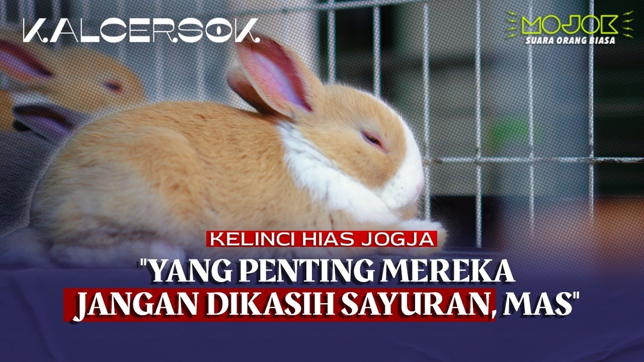 PETERNAK MUDA SLEMAN INI BUKTIKAN KELINCI HIAS BISA JADI BISNIS YANG MENJANJIKAN | KALCERSOK