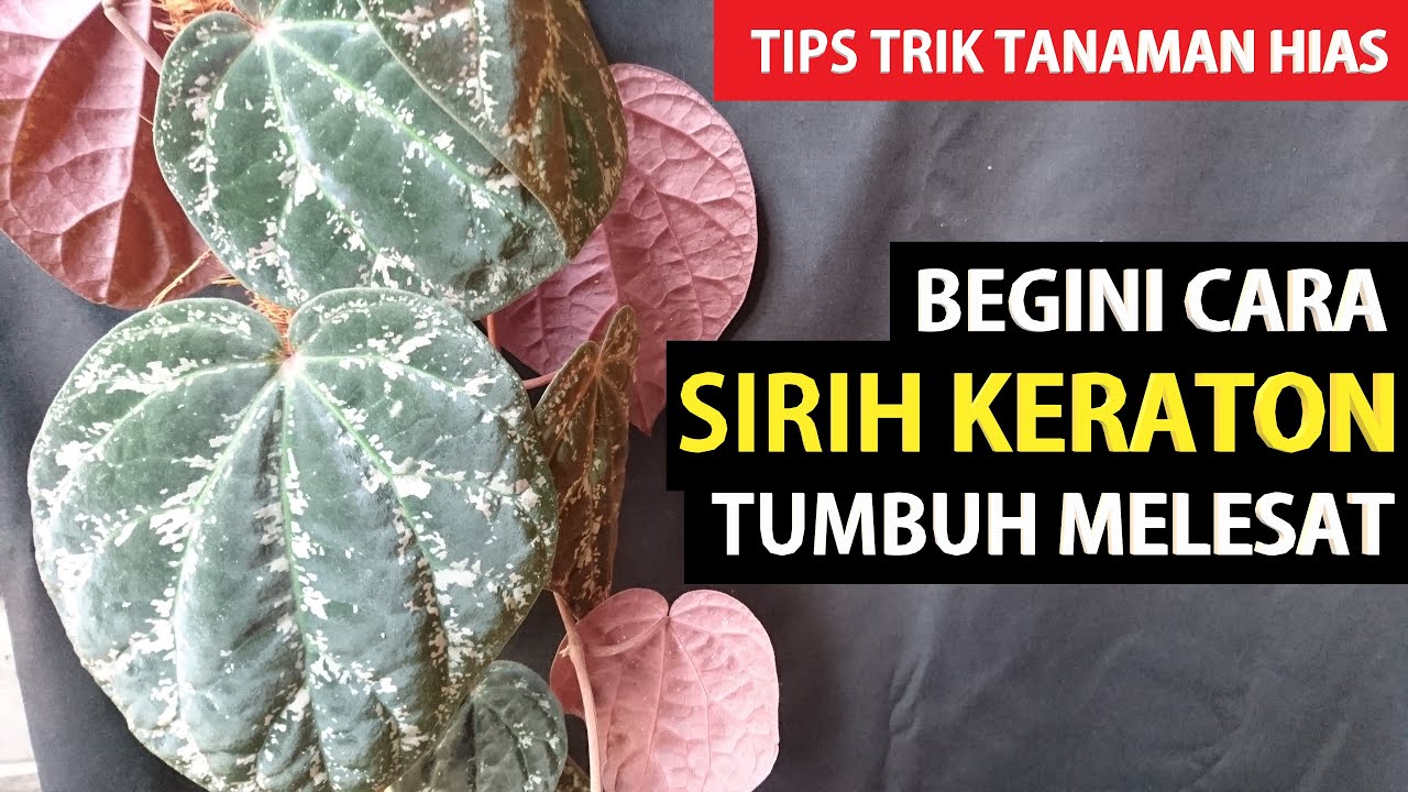 #67 Tips Trik Tanaman Hias,  Begini Cara Mempercepat SIRIH KERATON Tumbuh  Melesat!!