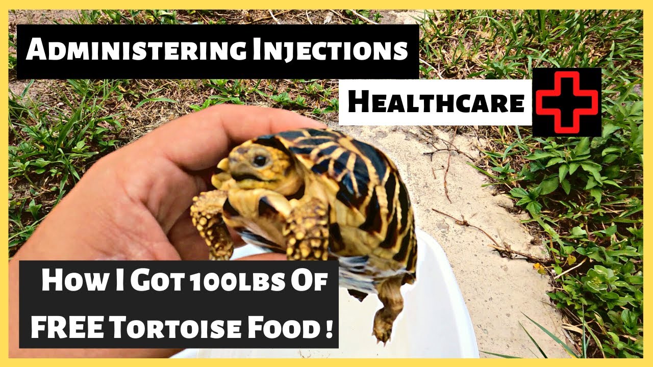 How To Care For A Sick Tortoise
