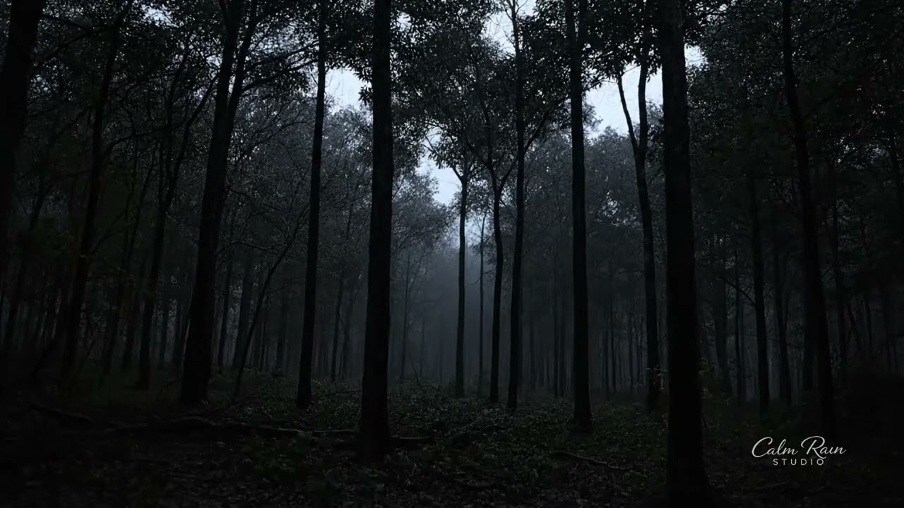 RAINFOREST AT NIGHT 🌧️ Deep Jungle Rain for 8 Hours of Sleep & Relaxation