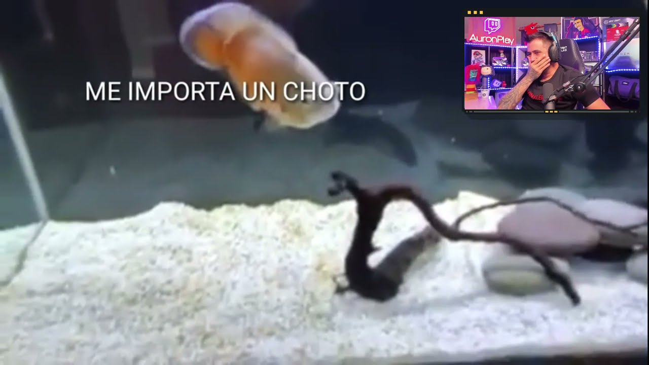 Auronplay reaccionando a Mussolini salpica a Dross