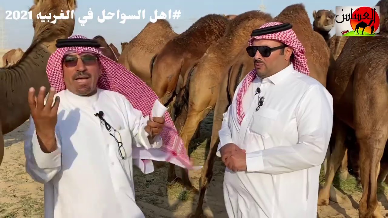 الحلقة الثانيه من برناج اهل الإبل السواحل في الغربيه مع مالك الإبل / عبدالرحمن العصيمي 1442/7/21
