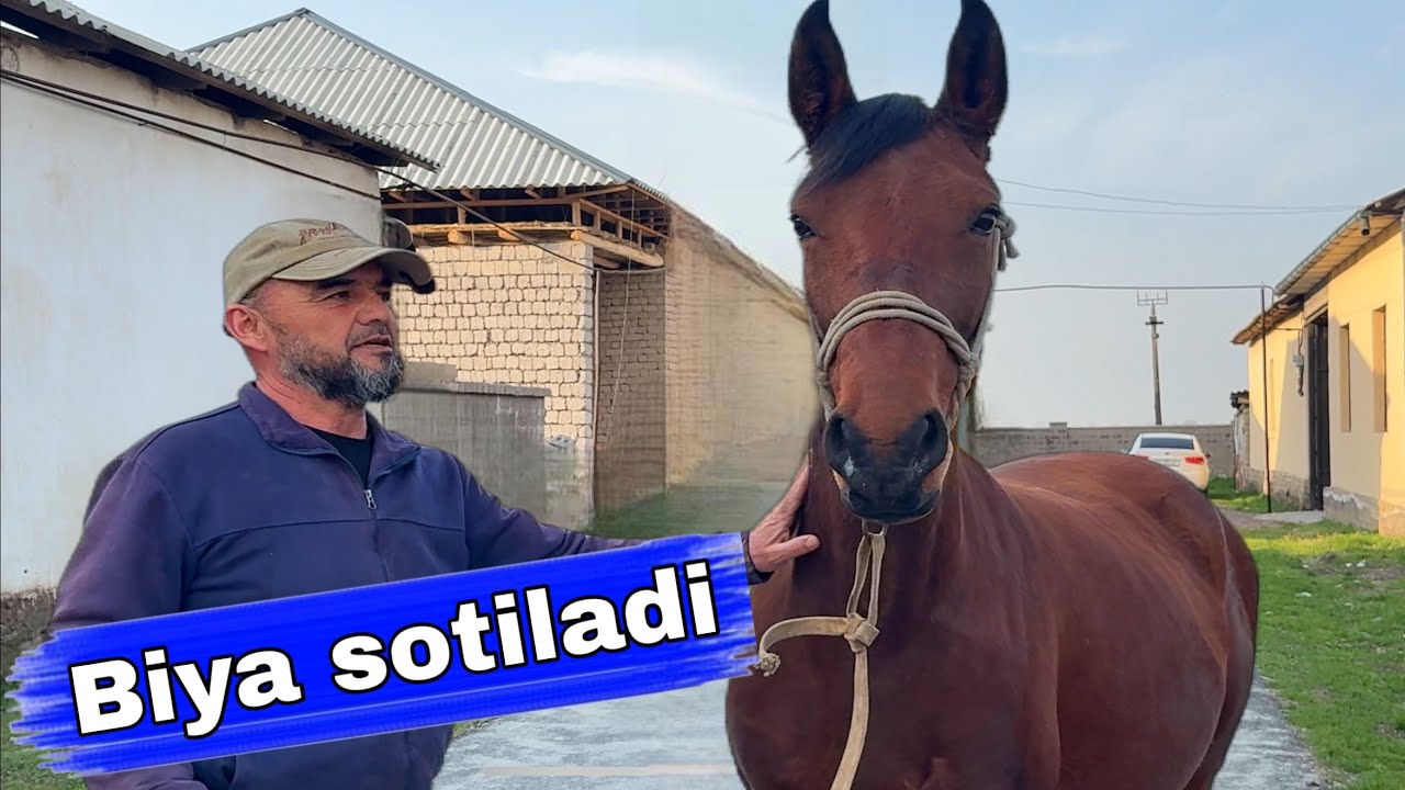 Qorabayir biya sotiladi