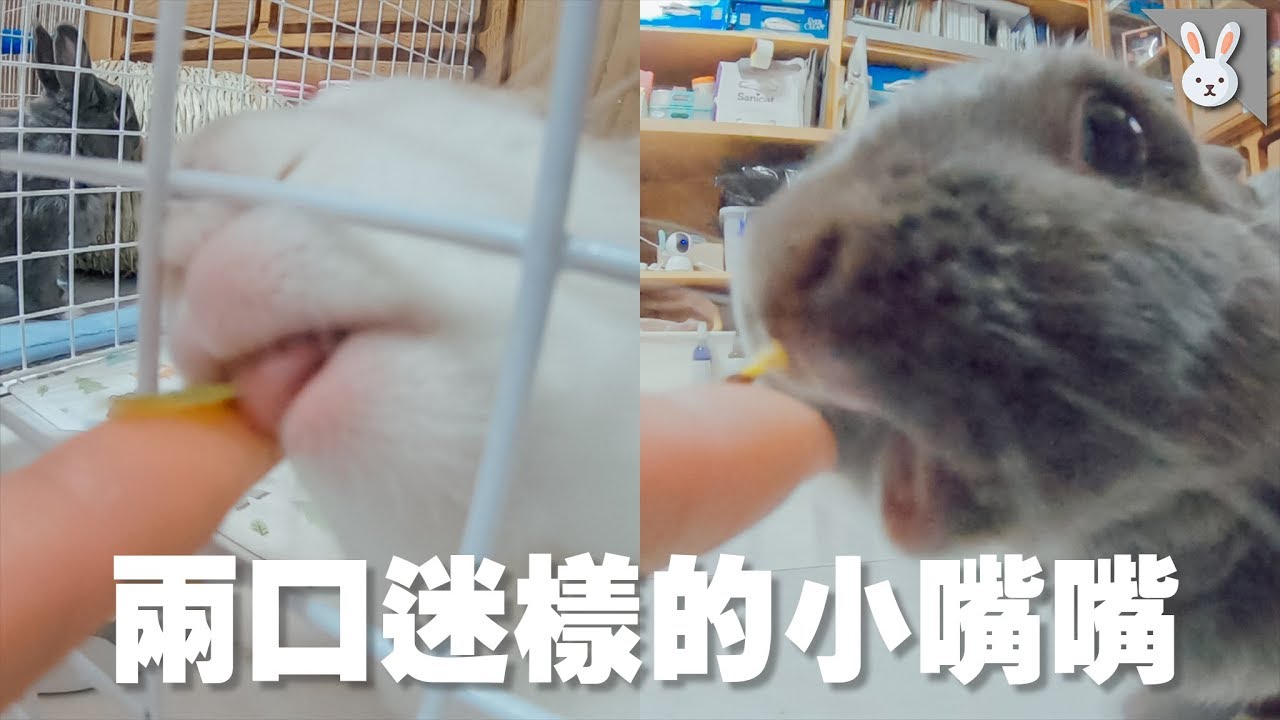 【侑敏yomin】實測！搖果乾盒兔兔會過來嗎？／意想不到的劇情神展開！