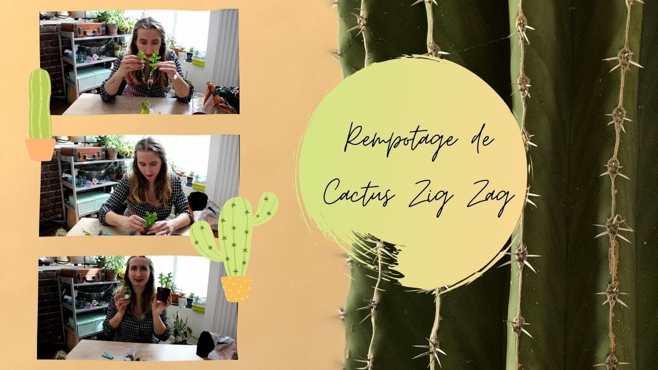 Rempotage de Cactus Zig Zag [Thérapie Végétale]