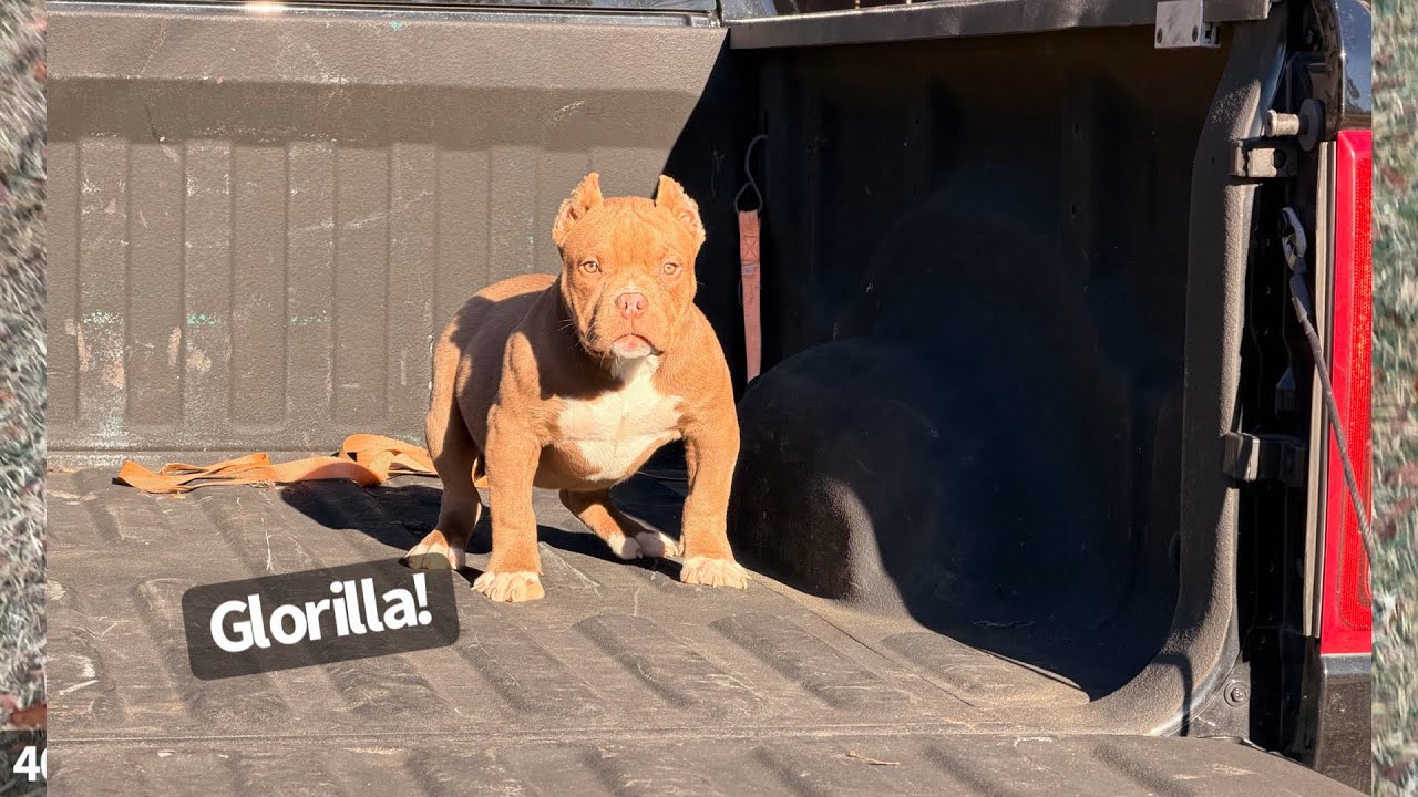 1 Left! 🥰 American Bully Puppies!