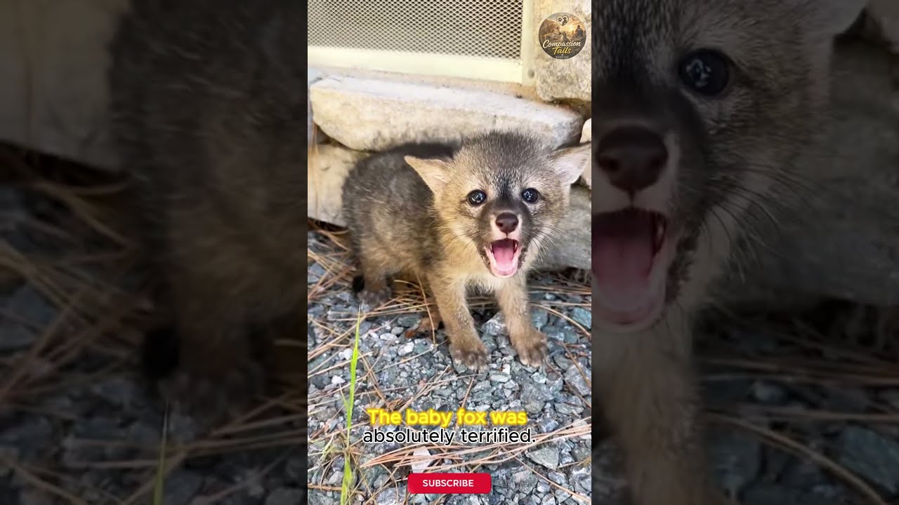 The fox cub was reunited with its mother after being lost for two days. Thank you to the kind man.