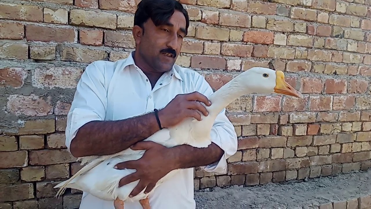 Differences between male and female of big white duck