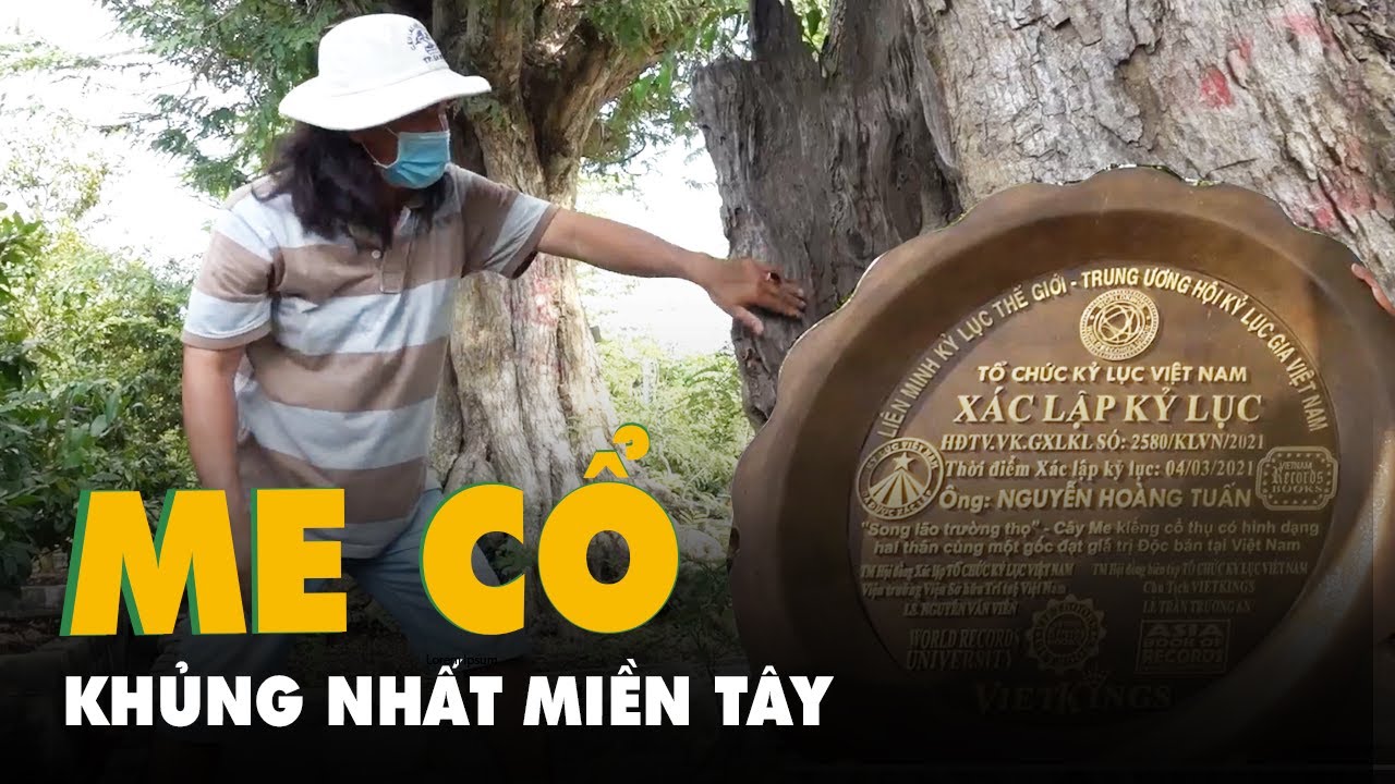 Chi&ecirc;m ngưỡng bộ sưu tập 23 c&acirc;y me cổ khủng nhất Miền T&acirc;y