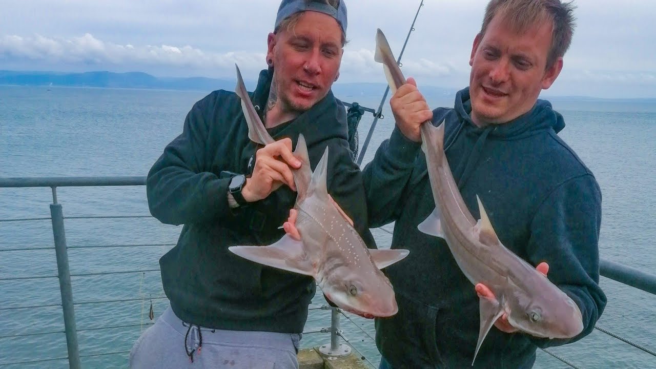 Shark fishing for smoothhounds on Mumbles pier #smoothhounds #fishing  #sharks #sharkfishing