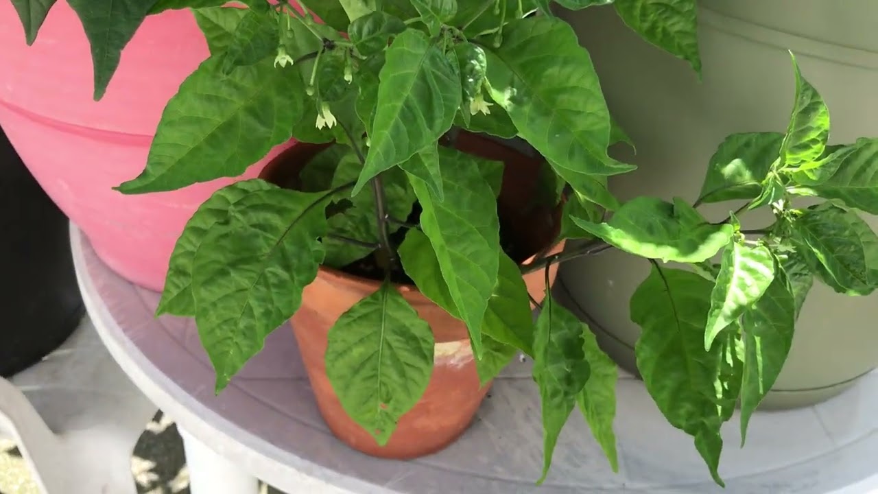 Carolina Reaper Grow Update for June 2024