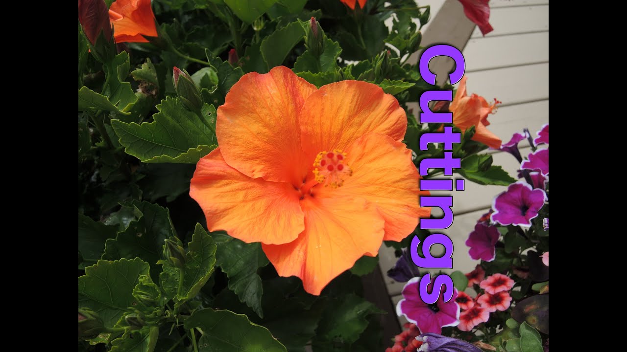 Taking late cuttings of Tropical Hibiscus