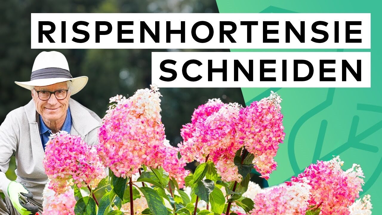 Rispenhortensien RICHTIG zurückschneiden (Hydrangea paniculata) | Zeitpunkt & Pflegetipps