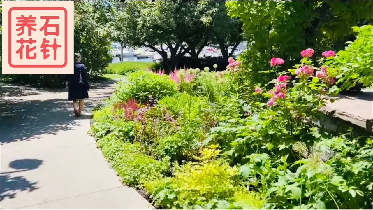 多伦多音乐花园 - 七月 1 - 疫情后第一次拜访 Toronto Music Gardens