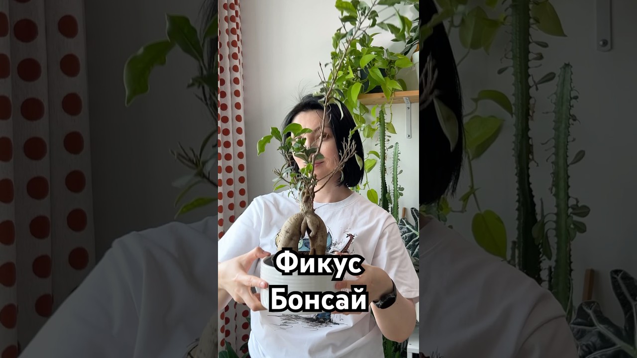 Фикусам нужна обрезка 😉 #plants #цветывдоме #shorts #ficus #уходзарастениями #домашниецветы #plants