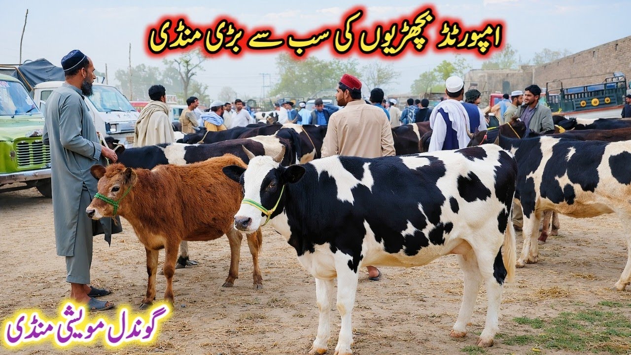 Today Gondal Mandi latest update 10March 2026!imported heifers Fresh Rate!HF heifer for sale!#cow