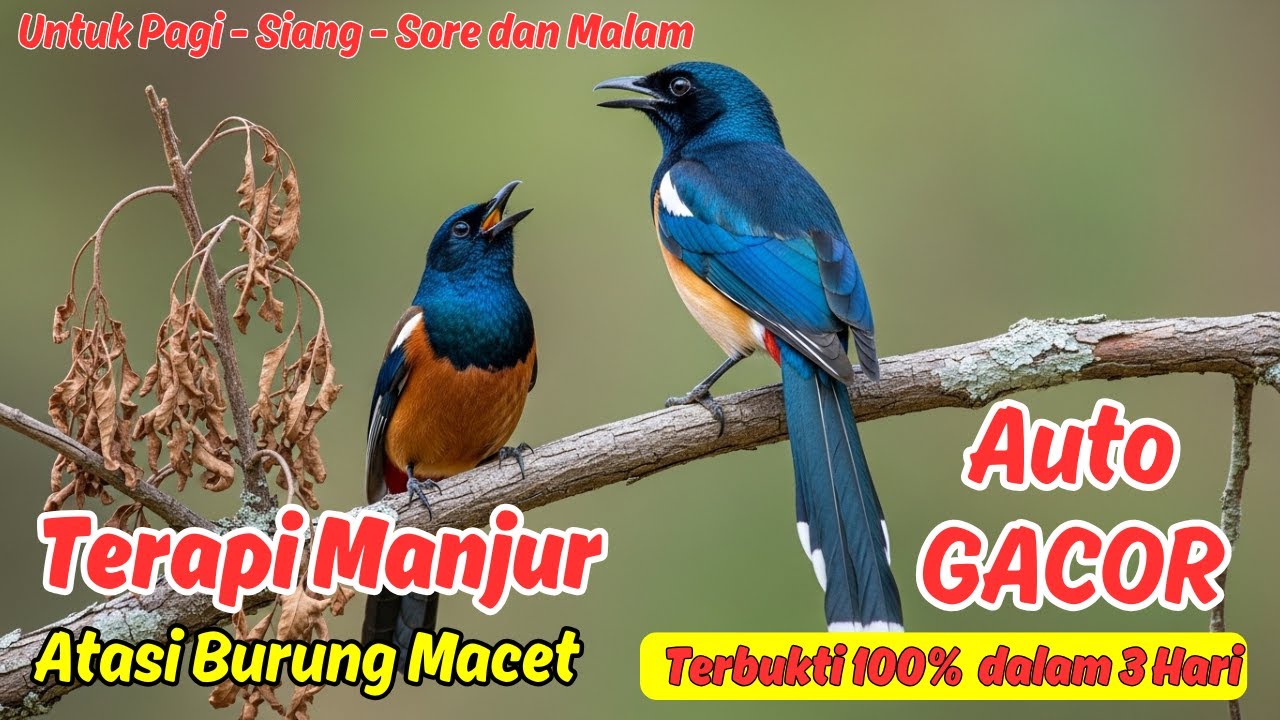 Pancingan Murai Batu Buat Murai Muda Jadi Gacor Bertahap