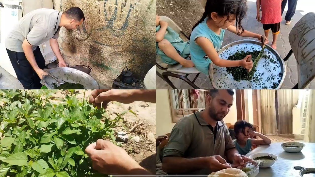 قطف الملخية التي زرعناها في وقت مجاعة غزة