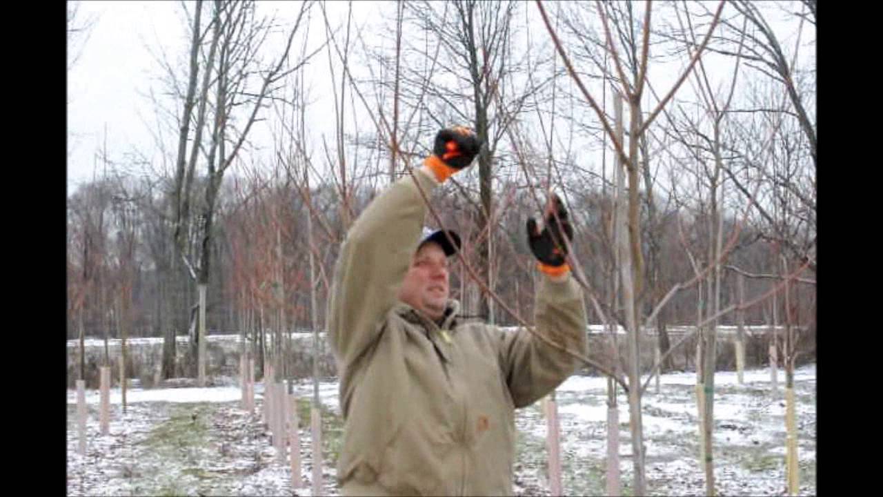 Dormant season pruning    and How to Prune Maple Trees
