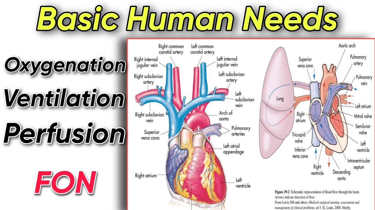 Explaining The process of oxygenation, Ventilation & Perfusion in human body | Tutor Hanif khan