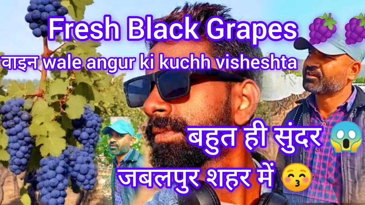 Fresh Black Grapes 🍇🍇 Harvest from Vineyard✅ | #Amazing Grapes #farming  by Farmer #fruit​#vlog 