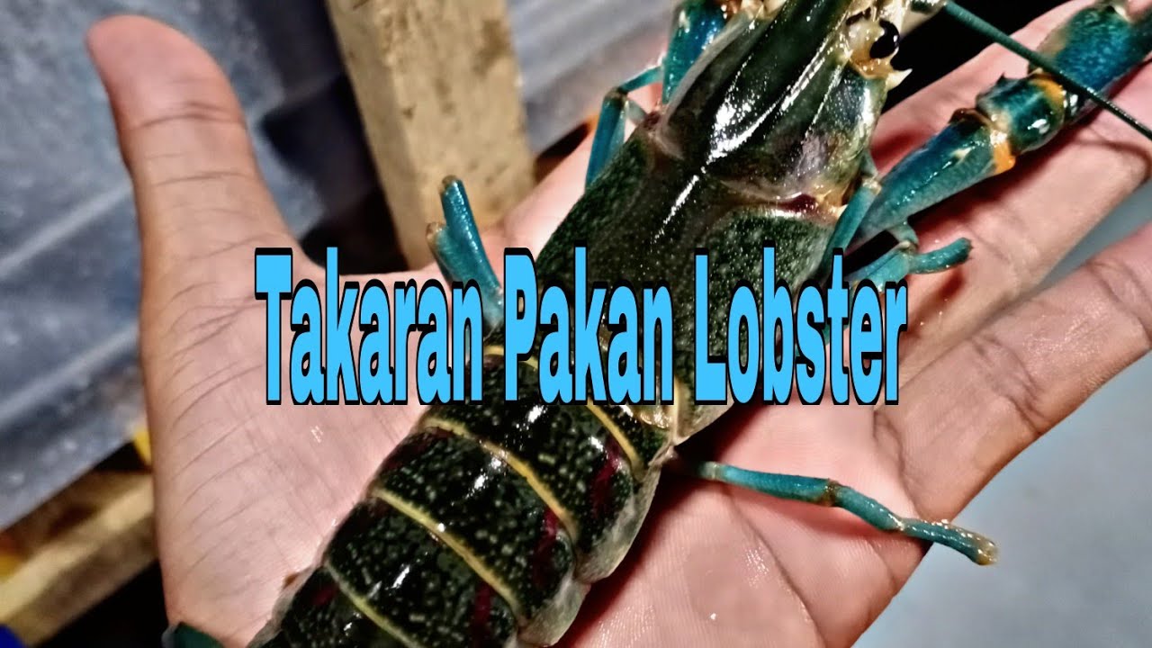 Takaran Pakan Lobster