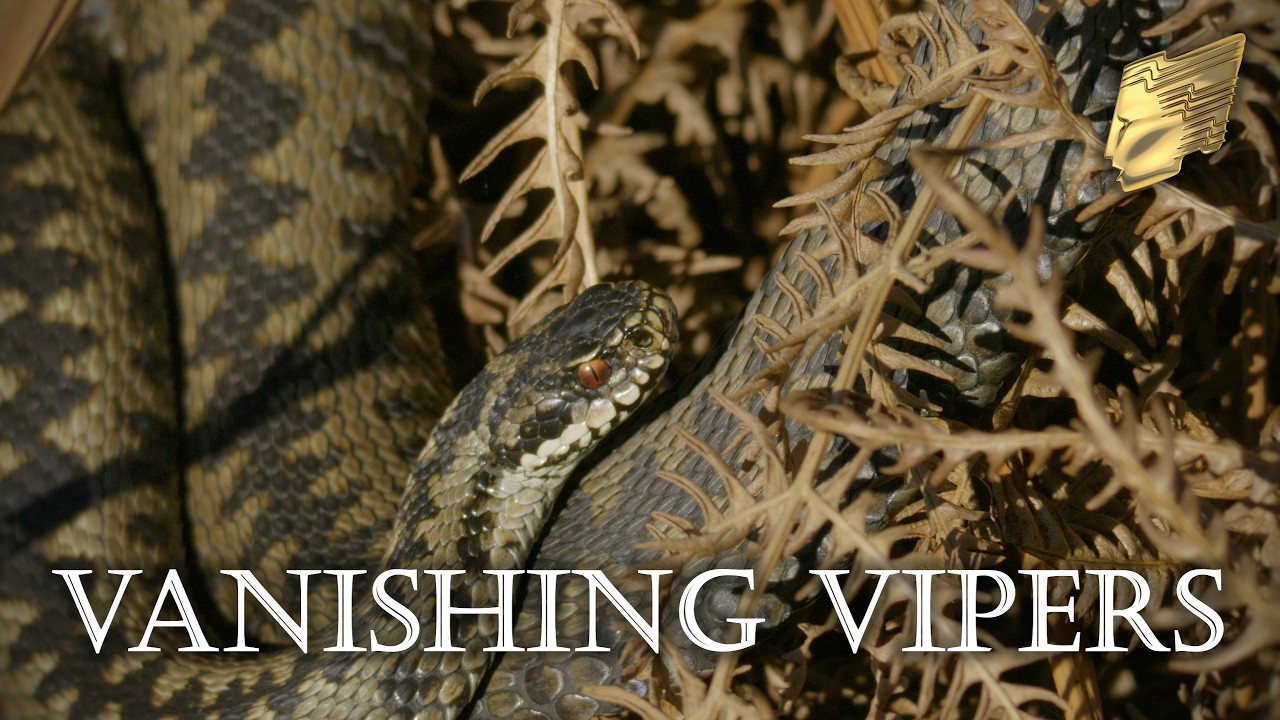 Vanishing Vipers | UK Adder Short Film