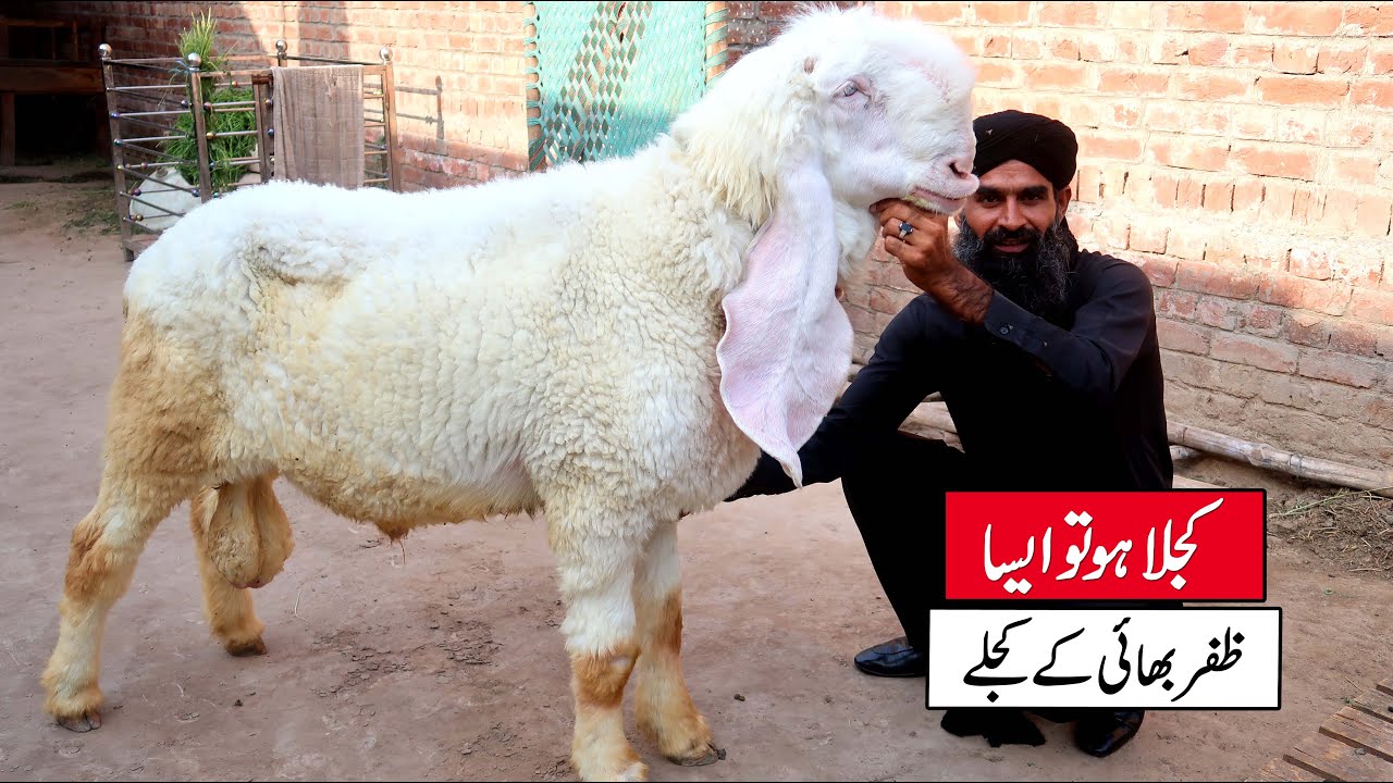 Big Size Kajla Chatra Of Ali Zafar Lahore 2025