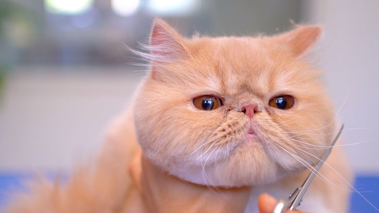 Я самый удачливый грумер кошек в мире! 😻🛁✂️❤️Еще один прекрасный клиент!
