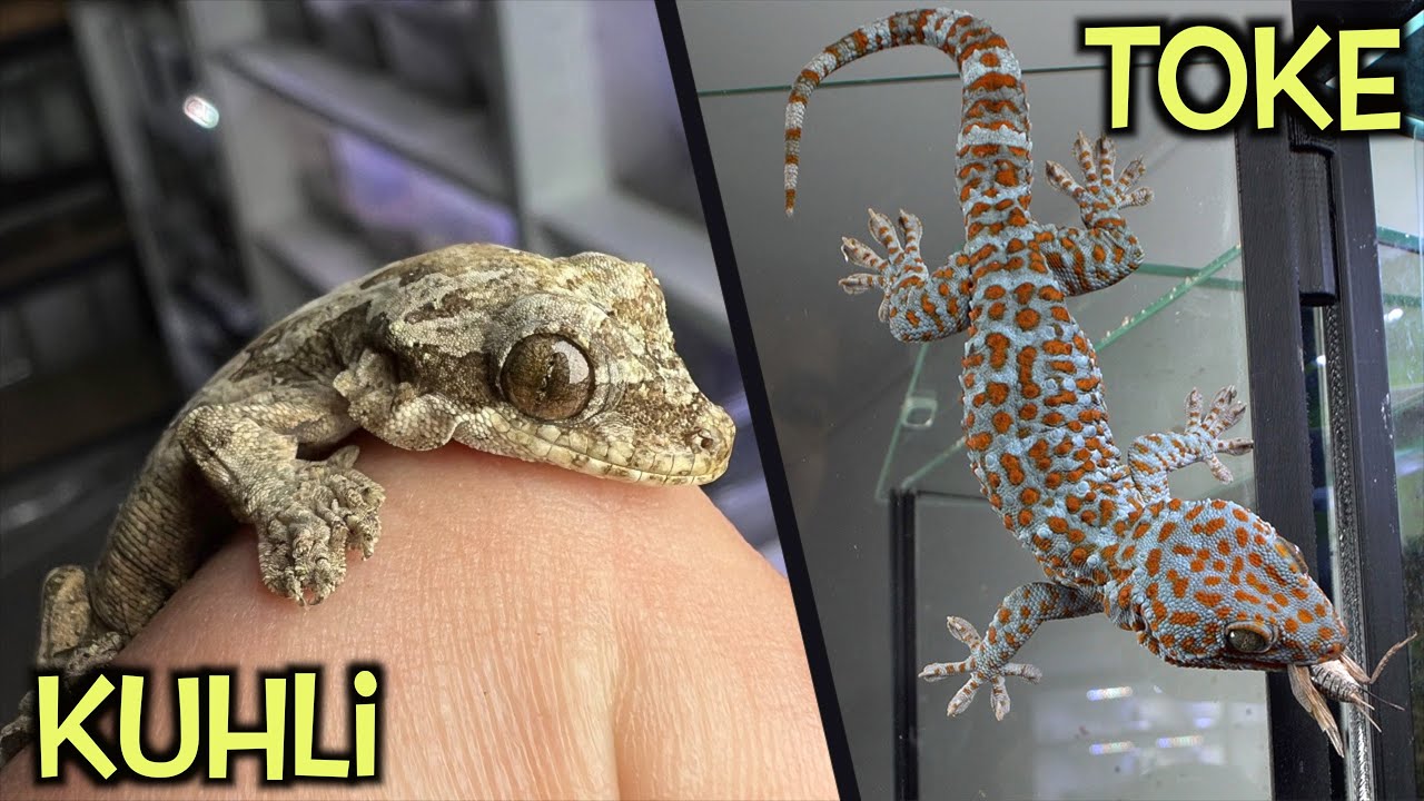 Aktualizacja gekonów 🦎  fałdoskóry i toke