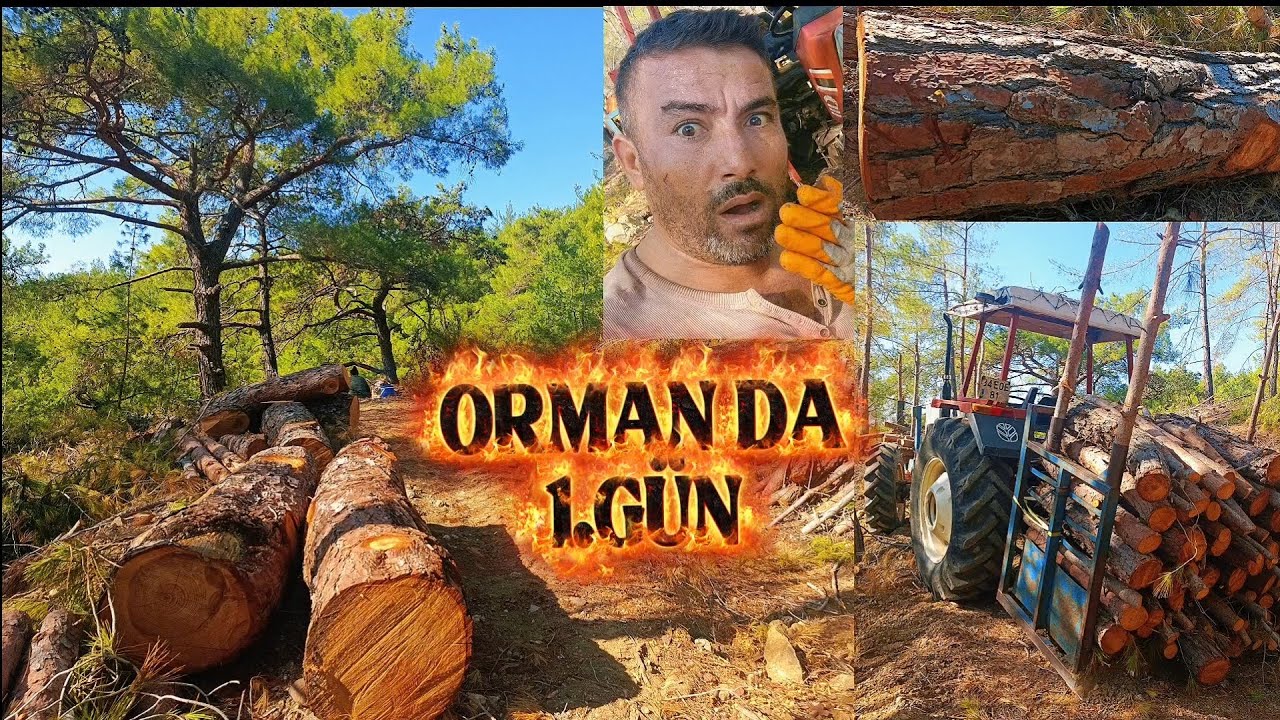 ORMANDA 1.GÜN !!!  Traktör le odun çektim 